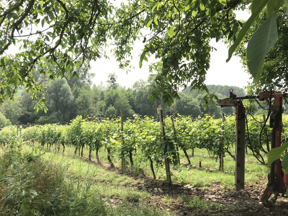 wijngaard Schorpion (foto @vinissima) Belgische wijn