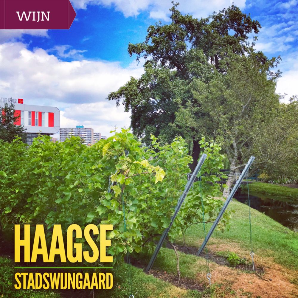 Haagse Stadswijngaard Haagse Stadswijngaard