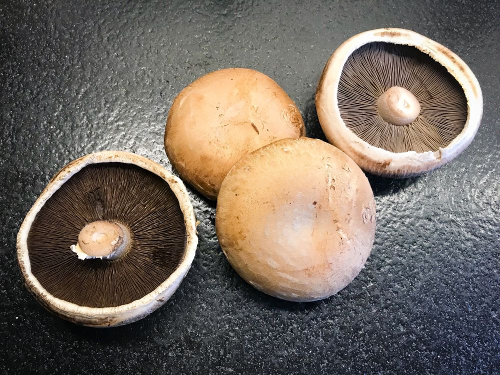 portobello’s portobello's