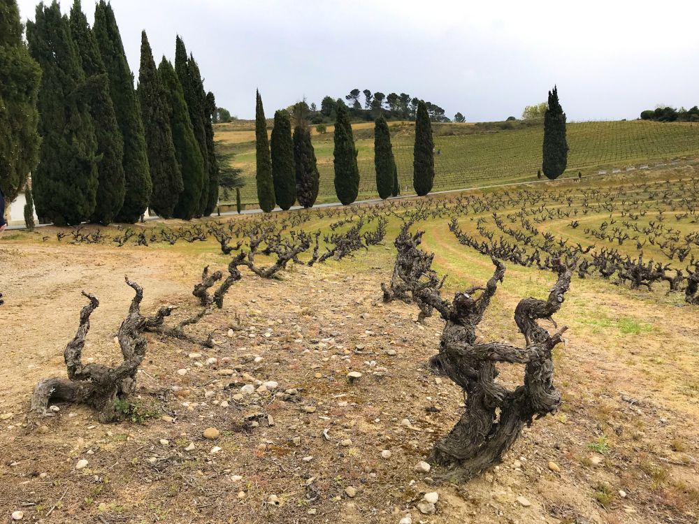 bush vines van viura bij Señorio de Sarria in Puento la Reina bush vines van viura bij Señorio de Sarria in Puento la Reina