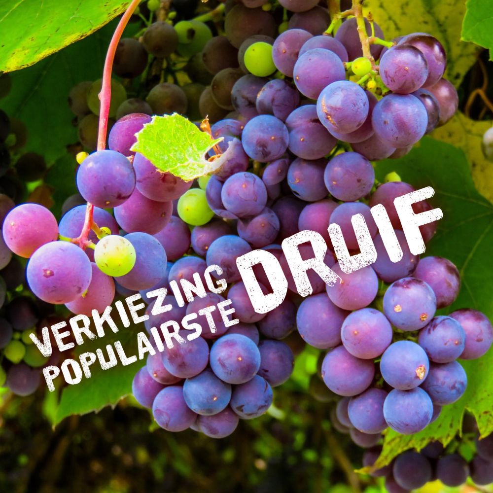 Verkiezing populairste druif Verkiezing populairste druif