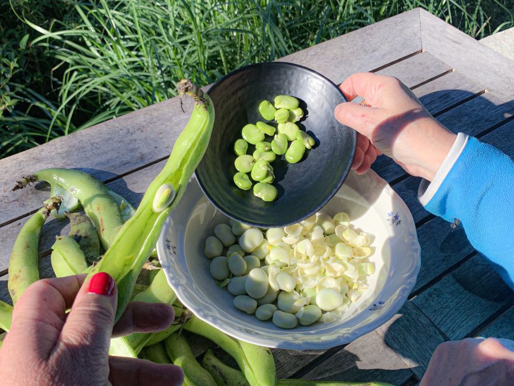 dubbelgedopte tuinbonen dubbelgedopte tuinbonen