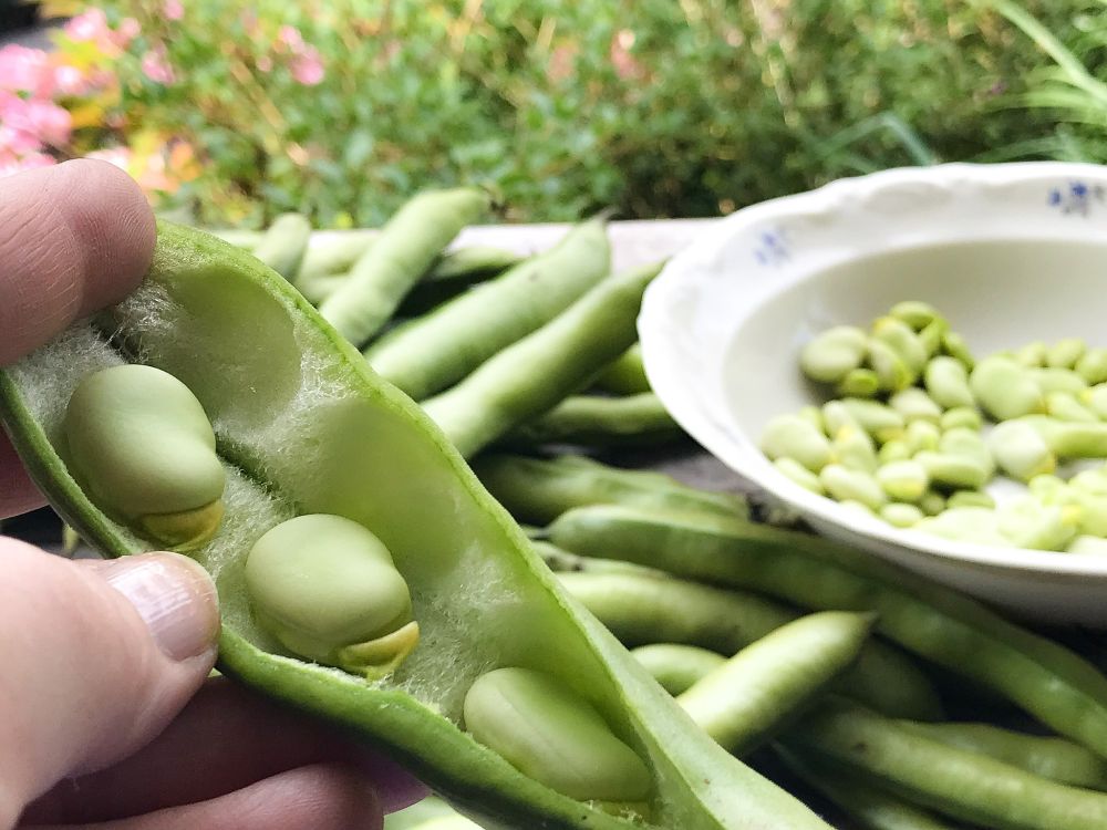 tuinbonen doppen tuinbonen doppen
