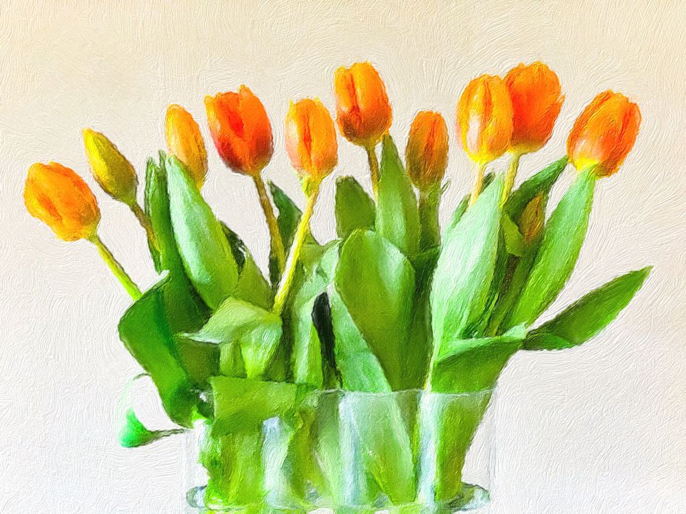 oranje tulpen van de wijkvereniging oranje tulpen van de wijkvereniging
