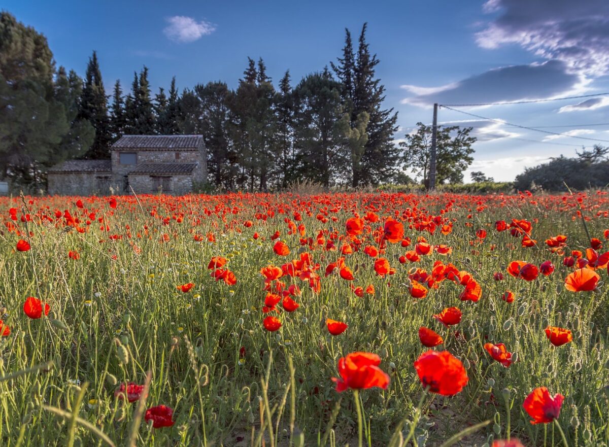 france-959161_1280 Pixabay papaver languedoc Languedoc