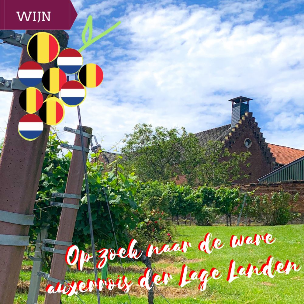 op zoek naar de ware auxerrois der Lage Landen op zoek naar de ware auxerrois der Lage Landen